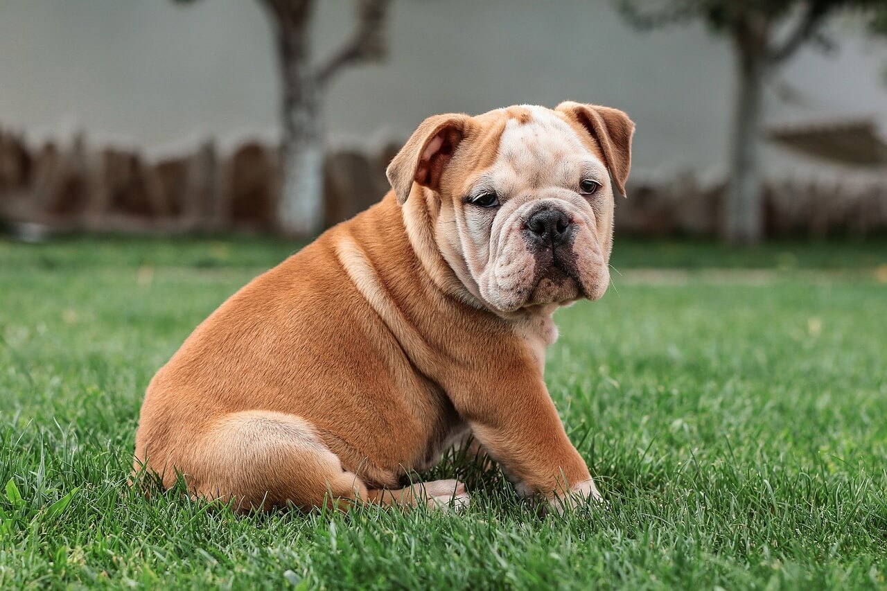 10 najčešćih pasa u Srbiji 8 10 najcescih pasa u Srbiji blog engleski buldog english bulldog psi pas rasa rase sampon za pse