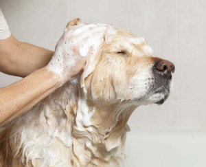 5 tajni profesionalnih frizera za pse 2 5-tajni-profesionalnih-frizera-za-pse