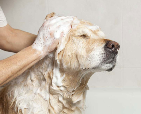 5 tajni profesionalnih frizera za pse 7 5-tajni-profesionalnih-frizera-za-pse