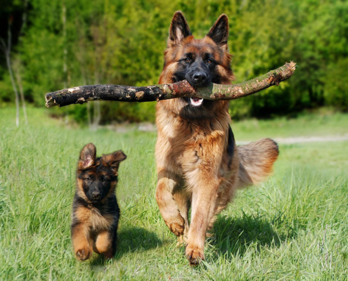 10 najčešćih pasa u Srbiji 8 Samponi za pse 10 najcescih pasa u Srbiji