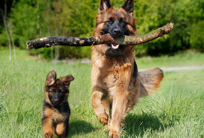 10 Most Common Dog Breeds in Serbia 1 Samponi za pse 10 najcescih pasa u Srbiji