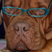 Samponi-za-pse-Najpametnije-rase-pasa Samponi-za-pse-Najpametnije-rase-pasa