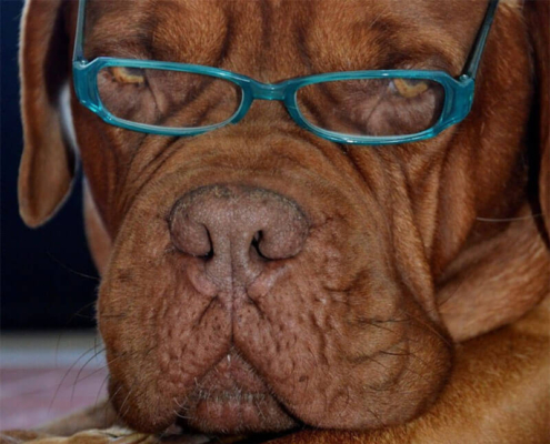 Koje su najpametnije rase pasa? 6 Samponi-za-pse-Najpametnije-rase-pasa