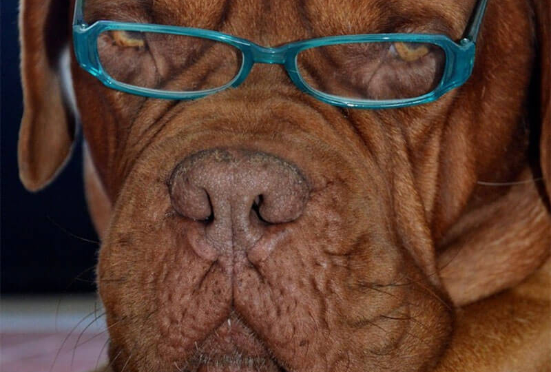 The Smartest Dog Breeds: Which One is Right for You? 1 Samponi-za-pse-Najpametnije-rase-pasa