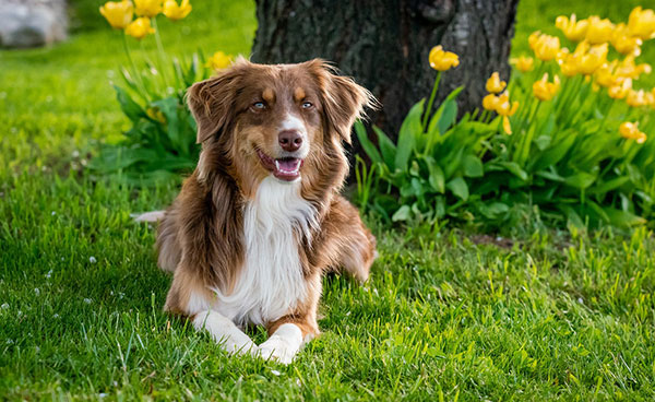 Koje su najpametnije rase pasa? 5 najpametnije-rase-australian-collie-australijski-koli