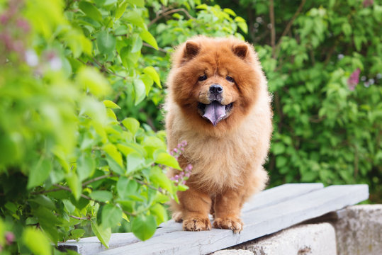 9 najskupljih rasa na svetu 3 blog chow chow cau cau pas