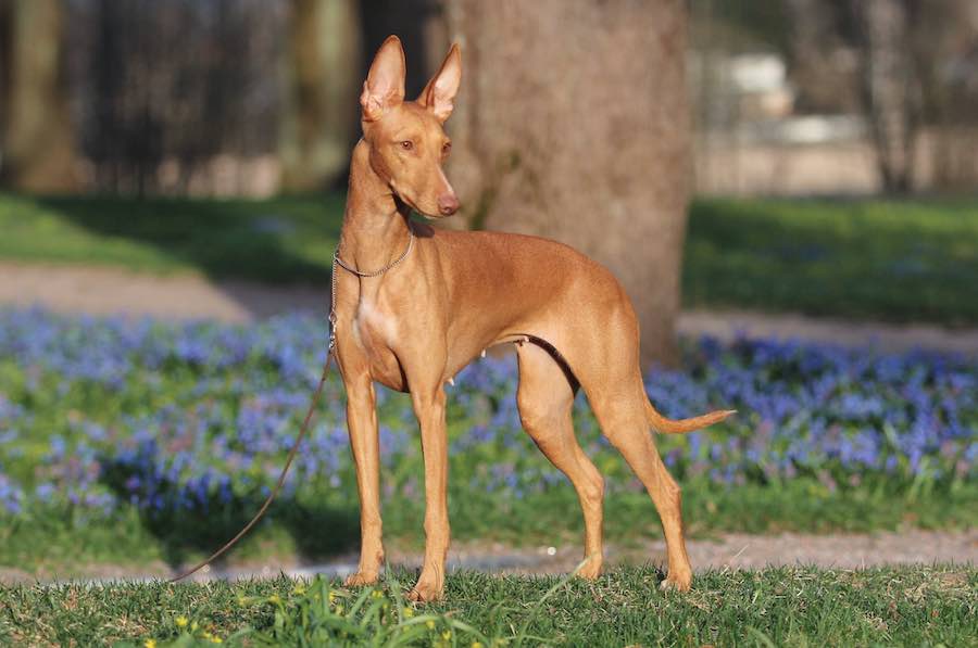 9 najskupljih rasa na svetu 9 blog faraonski hrst pharaoh hound psi pas rasa