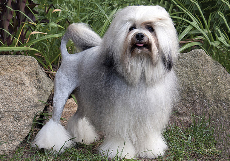 9 najskupljih rasa na svetu 5 blog lowchen louen psi pas rasa