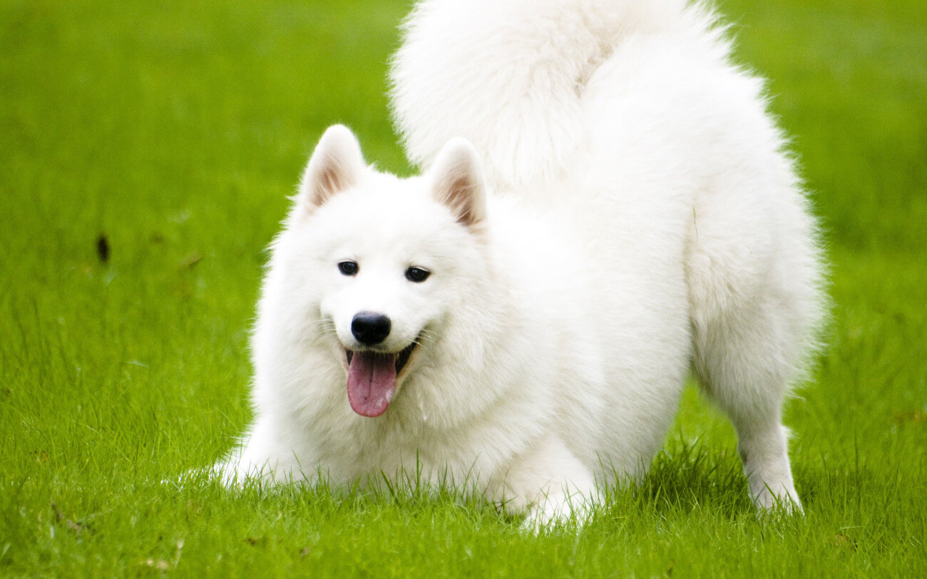 9 najskupljih rasa na svetu 4 blog samojed samoyed pas