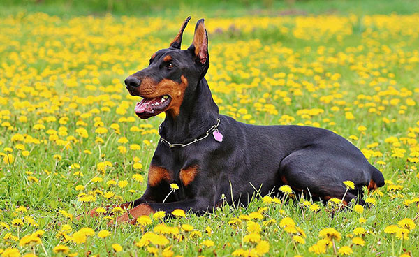 Koje su najpametnije rase pasa? 6 najpametnije-rase-doberman
