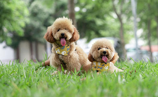 Koje su najpametnije rase pasa? 3 najpametnije-rase-pudle