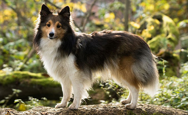 Koje su najpametnije rase pasa? 7 najpametnije-rase-sheltie-selti