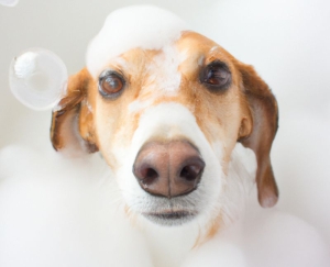 Zašto odabrati šampon za pse sa propolisom za ljubimca? 3 sampon-za-pse-sa-propolisom