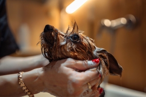 Pravilno kupanje pasa kod kuće: Korak po korak 2 kupanje-pasa-kod-kuce