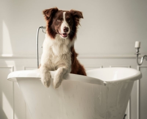 Kako izgleda nega dlake kod pasa tokom zime? 2 nega-dlake-kod-pasa