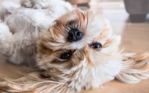 Da li šamponi za pse usporavaju opadanje dlake kod pasa? 2 opadanje-dlake-kod-pasa