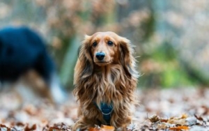 Da li šamponi za pse usporavaju opadanje dlake kod pasa? 3 opadanje-dlake-psi