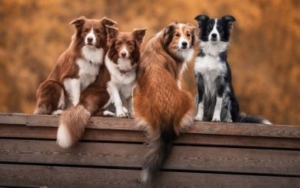 Alergije kod pasa: Koji šampon odabrati za psa sa alergijama? 3 sampon-za-psa-sa-alergijama