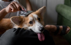 Saveti za pravilno češljanje pasa 3 češljanje-pasa-kod-kuce