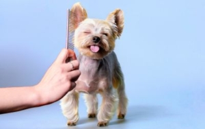 Saveti za pravilno češljanje pasa 2 pravilno-češljanje-pasa