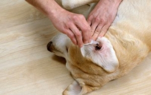 Zašto je bitna redovna nega ušiju i očiju kod pasa? 2 redovna-nega ušiju-i-očiju-kod-pasa