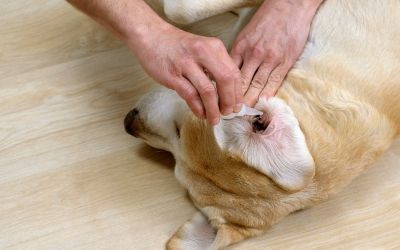 Zašto je bitna redovna nega ušiju i očiju kod pasa? 9 redovna-nega ušiju-i-očiju-kod-pasa