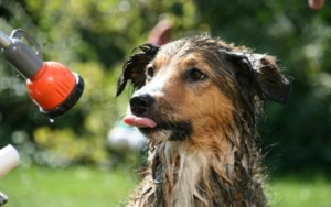 Greške prilikom kupanja pasa: Top 10 najčešćih i kako ih izbeći 2 greske-prilikom-kupanja-pasa