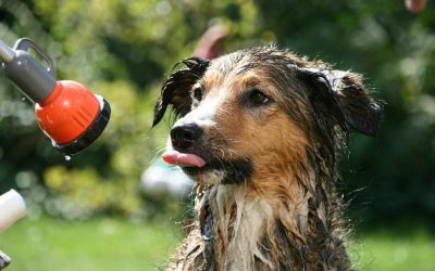 Greške prilikom kupanja pasa: Top 10 najčešćih i kako ih izbeći 7 greske-prilikom-kupanja-pasa