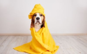 Greške prilikom kupanja pasa: Top 10 najčešćih i kako ih izbeći 3 kupanje-pasa-sa-osetljivom-kozom