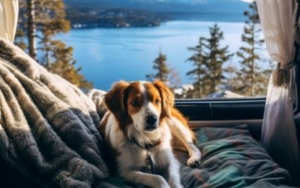 Putovanje sa psom: Saveti za bezbedno putovanje 4 putovanje-sa-psom-vozom