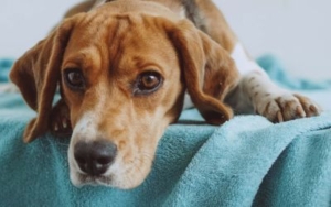 Greške prilikom kupanja pasa: Top 10 najčešćih i kako ih izbeći 4 susenje-pasa-peskirom