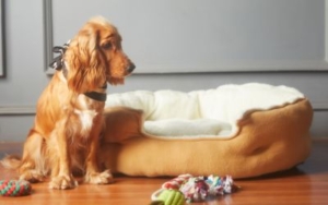 Najbolje igračke za mentalnu stimulaciju pasa 4 igracke-za-pse