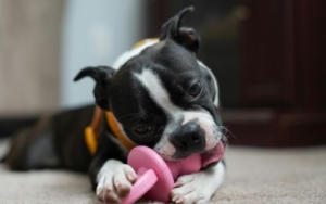 Najbolje igračke za mentalnu stimulaciju pasa 2 najbolje-igracke-za-mentalnu-stimulaciju-pasa