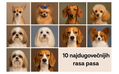 10 najdugovečnijih rasa pasa: Koje rase žive najduže? 11 10-najdugovecnijih-rasa-pasa