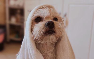 Koliko često treba kupati psa? 10 koliko-cesto-treba-kupati-psa