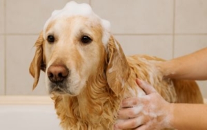 Šamponi protiv buva za pse: Da li deluju i kako ih koristiti? 2 samponi-protiv-buva-za-pse