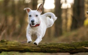 Šta uraditi ako pas mrzi kupanje? 2 sta-uraditi-ako-pas-mrzi-kupanje