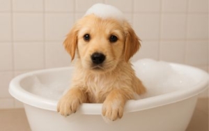 Kako pravilno okupati štene? 2 kako-pravilno-okupati-stene