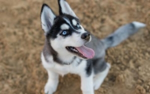 Kupanje pasa sa dvostrukom dlakom - Na šta obratiti pažnju? 2 kupanje-pasa-sa-dvostrukom-dlakom