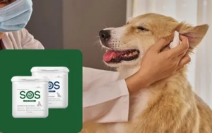 Kako očistiti oči i uši kod pasa bez kupanja? 2 kako-očistiti-oči-i-uši-kod-pasa