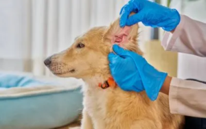 Kako očistiti oči i uši kod pasa bez kupanja? 3 odrzavanje-higijene-usiju-kod-pasa