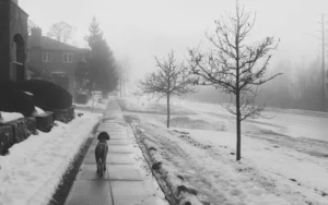 Kupanje psa zimi - Da ili ne? 3 kupanje-psa-tokom-zime