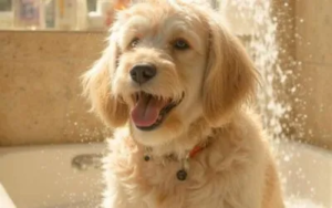 Kako pravilno osušiti psa posle kupanja? 3 susenje-psa-i-kupanje