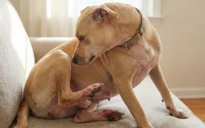 Kako prepoznati da pas ima osetljivu kožu? 2 kako-prepoznati-da-pas-ima-osetljivu-kožu