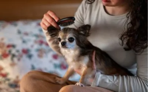 Opadanje dlake kao znak problema 3 naglo-opadanje-dlake