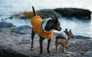 Da li psu treba odeća? 2 da-li-psu-treba-odeća