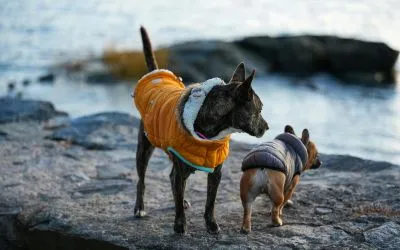 da-li-psu-treba-odeća