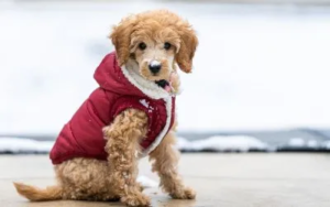 Da li psu treba odeća? 3 izbor-odece-za-psa