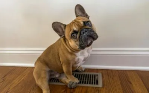 Najbolje rase pasa za stan 2 najbolje-rase-pasa-za-stan