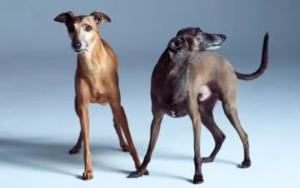 Najbolje rase pasa za stan 3 psi-koji-zive-u-stanu